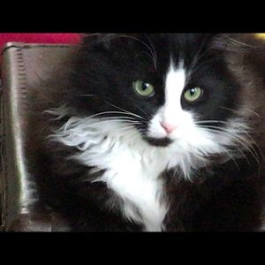 Meet your Posher, Annie